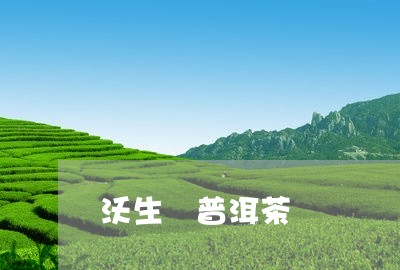 沃生 普洱茶/2023042600257